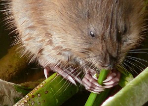 Colton the Muskrat Colton the Muskrat